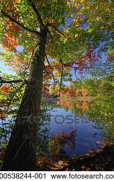 Stock Photography - usa, new england, 
chocorua lake, 
northern red oak 
by lake. fotosearch 
- search stock 
photos, pictures, 
images, and photo 
clipart