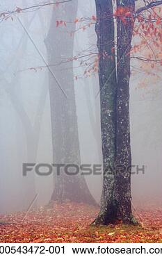 Stock Photography - usa, north carolina, 
blue ridge mountains, 
autumnal forest 
and fog. fotosearch 
- search stock 
photos, pictures, 
images, and photo 
clipart
