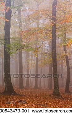 Stock Photography - usa, north carolina, 
blue ridge mountains, 
autumnal forest 
and fog. fotosearch 
- search stock 
photos, pictures, 
images, and photo 
clipart