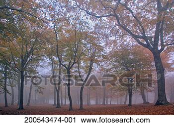 Stock Photography - usa, north carolina, 
blue ridge mountains, 
autumnal forest 
and fog. fotosearch 
- search stock 
photos, pictures, 
images, and photo 
clipart