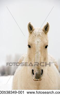 Stock Photography - usa, wyoming, 
encampment, horse 
with snow on mane 
and back, dawn. 
fotosearch - search 
stock photos, 
pictures, images, 
and photo clipart