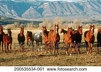 Stock Photography - usa, wyoming, 
foals in pasture. 
fotosearch - search 
stock photos, 
pictures, images, 
and photo clipart