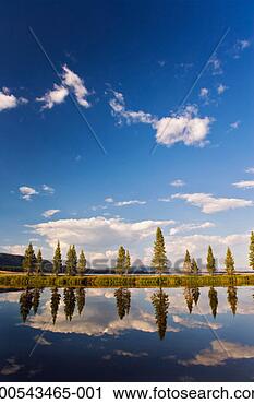 Stock Photography - usa, wyoming, 
yellowstone national 
park, trees reflecting 
in pond. fotosearch 
- search stock 
photos, pictures, 
images, and photo 
clipart