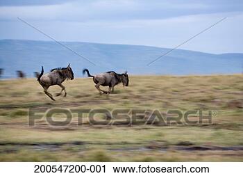 Stock Photography - wildebeest running 
across plains. 
fotosearch - search 
stock photos, 
pictures, images, 
and photo clipart