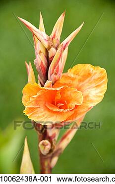 Stock Photography - bird of paradise 
flower, santa 
barbara, california, 
usa. fotosearch 
- search stock 
photos, pictures, 
images, and photo 
clipart