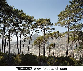 Stock Photo - forest with cityscape 
and mountains 
in distance. fotosearch 
- search stock 
photos, pictures, 
images, and photo 
clipart