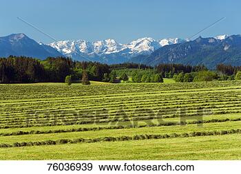 Stock Photograph - germany, bavaria, 
weilheim, hofheim, 
fields with alps 
in background. 
fotosearch - search 
stock photos, 
pictures, images, 
and photo clipart