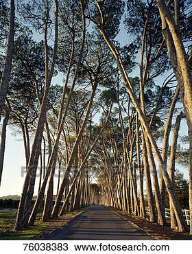 Stock Photo - tree-lined road. 
fotosearch - search 
stock photos, 
pictures, images, 
and photo clipart