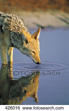 Stock Photo - black-backed jackal 
(canis mesomelas), 
 savuti,  chobe 
national park. 
fotosearch - search 
stock photos, 
pictures, images, 
and photo clipart