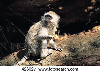 Picture - vervet monkey 
( cercopithecus 
aethiops) transvaal, 
south africa. 
fotosearch - search 
stock photos, 
pictures, images, 
and photo clipart