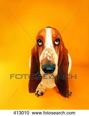 Stock Photography - basset hound looking 
upwards. fotosearch 
- search stock 
photos, pictures, 
images, and photo 
clipart