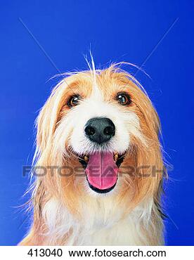 Mongrel
View Large Photo Image Stock Photography - mongrel. fotosearch
- search stock
photos, pictures,
images, and photo
clipart