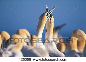 Stock Photo - cape gannets (sula 
capensis) lamberts 
bay, south africa. 
fotosearch - search 
stock photos, 
pictures, images, 
and photo clipart