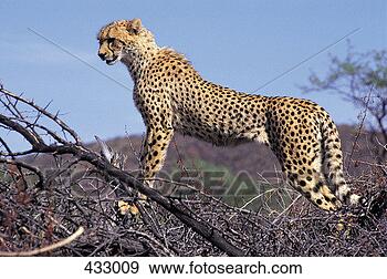==Spots and Stripes: Lost from the Wild== (MED CAT & DEPUTY POSITIONS OPEN!) Cheetah-acinonyx-jubatus_~433009