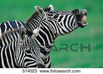 Stock Photo - zebra showing 
teeth (equus burchelli). 
fotosearch - search 
stock photos, 
pictures, images, 
and photo clipart