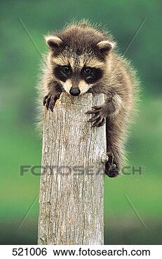 Stock Photo - young raccoon  (procyon lotor).  fotosearch - search  stock photos,  pictures, images,  and photo clipart