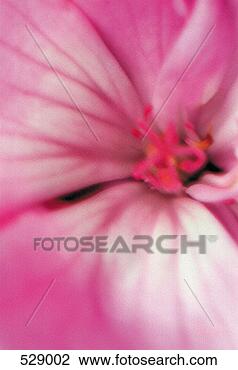 Stock Photo - hibiscus. fotosearch 
- search stock 
photos, pictures, 
images, and photo 
clipart