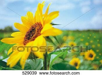 Stock Photograph - sunflower. fotosearch 
- search stock 
photos, pictures, 
images, and photo 
clipart
