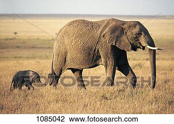 Stock Photo - african elephant 
and calf (loxodonta 
africana). fotosearch 
- search stock 
photos, pictures, 
images, and photo 
clipart