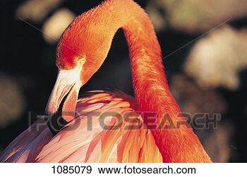 Stock Photograph - american flamingo 
preening its feathers 
(phoenicopterus 
ruber ruber). 
fotosearch - search 
stock photos, 
pictures, images, 
and photo clipart