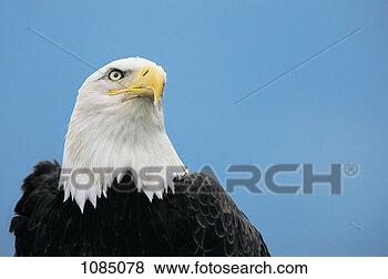 Stock Photo - bald eagle (haliaeetus 
leucocephalus). 
fotosearch - search 
stock photos, 
pictures, images, 
and photo clipart