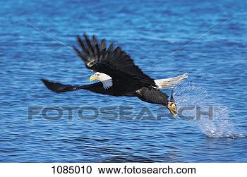 Stock Photography - bald eagle hunting 
(haliaeetus leucocephalus). 
fotosearch - search 
stock photos, 
pictures, images, 
and photo clipart