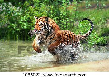 Stock Photo - bengal tiger hunting 
(panthera tigris 
tigris). fotosearch 
- search stock 
photos, pictures, 
images, and photo 
clipart