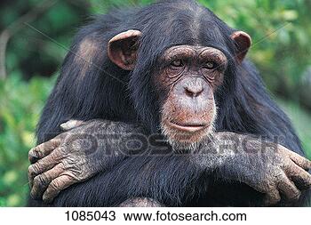Stock Photo - chimpanzee (pan 
troglodytes). 
fotosearch - search 
stock photos, 
pictures, images, 
and photo clipart