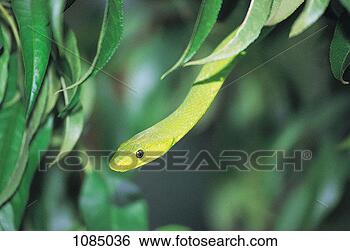 Stock Photo - eastern green 
mamba (denroaspis 
viridis). fotosearch 
- search stock 
photos, pictures, 
images, and photo 
clipart