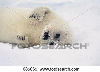 Stock Image - harp seal pup 
(phoca groenlandica). 
fotosearch - search 
stock photos, 
pictures, images, 
and photo clipart