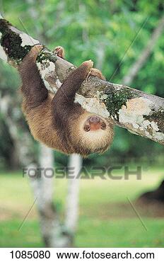 Stock Photography - hoffmann's two-toed 
sloth hanging 
upside down from 
a tree (cholepus. 
fotosearch - search 
stock photos, 
pictures, images, 
and photo clipart