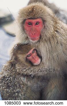 Stock Photo - japanese snow 
monkeys (macaca 
fuscata). fotosearch 
- search stock 
photos, pictures, 
images, and photo 
clipart