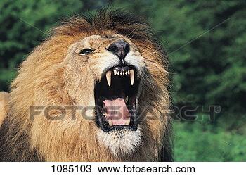 Stock Photo - lion roaring (panthera 
leo). fotosearch 
- search stock 
photos, pictures, 
images, and photo 
clipart