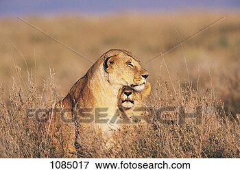 Picture - lioness and her 
cub (panthera 
leo). fotosearch 
- search stock 
photos, pictures, 
images, and photo 
clipart