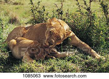 Stock Photo - lioness licking 
her cub's ear 
(panthera leo). 
fotosearch - search 
stock photos, 
pictures, images, 
and photo clipart