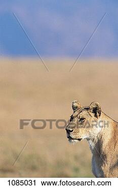 Stock Photography - lioness (panthera 
leo). fotosearch 
- search stock 
photos, pictures, 
images, and photo 
clipart