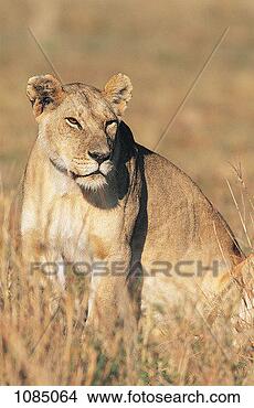 Stock Photo - lioness (panthera 
leo). fotosearch 
- search stock 
photos, pictures, 
images, and photo 
clipart
