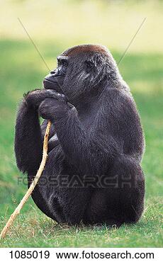 Stock Photograph - lowland gorilla 
(gorilla gorilla 
gorilla). fotosearch 
- search stock 
photos, pictures, 
images, and photo 
clipart