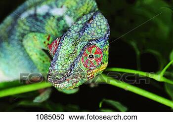 Stock Photography - panther chameleon 
(chamaeleo pardalis). 
fotosearch - search 
stock photos, 
pictures, images, 
and photo clipart