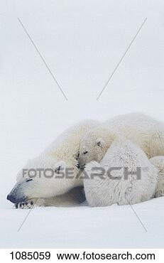 Stock Photograph - polar bear and 
cub sleeping (thalarctos 
maritimus). fotosearch 
- search stock 
photos, pictures, 
images, and photo 
clipart