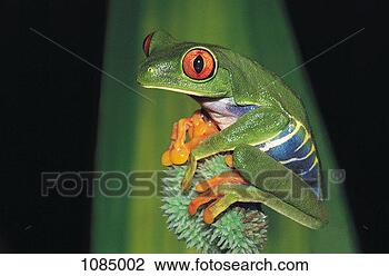 Stock Photo - red eyed tree 
frog (agalychnis 
callidryas). fotosearch 
- search stock 
photos, pictures, 
images, and photo 
clipart