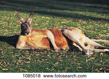 Stock Photo - red kangaroo (macropus 
rufus). fotosearch 
- search stock 
photos, pictures, 
images, and photo 
clipart