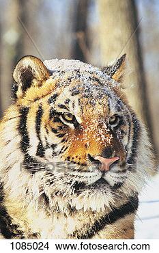 Stock Photo - siberian tiger 
(panthera tigris 
altaica). fotosearch 
- search stock 
photos, pictures, 
images, and photo 
clipart