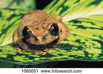 Stock Photography - tree frog. fotosearch 
- search stock 
photos, pictures, 
images, and photo 
clipart