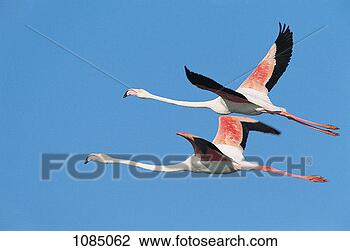 Stock Photo - two greater flamingos 
flying (phoenicopterus 
ruber). fotosearch 
- search stock 
photos, pictures, 
images, and photo 
clipart