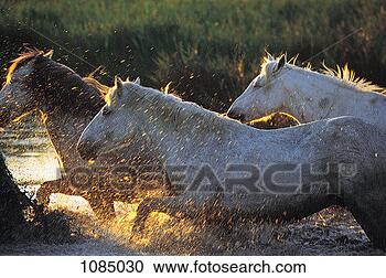 Stock Photography - white horses galloping 
through water 
(equus caballus). 
fotosearch - search 
stock photos, 
pictures, images, 
and photo clipart