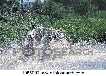 Stock Photo - white horses galloping 
through water 
(equus caballus). 
fotosearch - search 
stock photos, 
pictures, images, 
and photo clipart