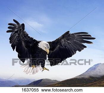 Stock Image - bald eagle in 
mid air, against 
a blue sky and 
above a mountain 
range. fotosearch 
- search stock 
photos, pictures, 
images, and photo 
clipart