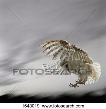 Stock Photograph - barn owl flying 
against and overcast 
sky. fotosearch 
- search stock 
photos, pictures, 
images, and photo 
clipart