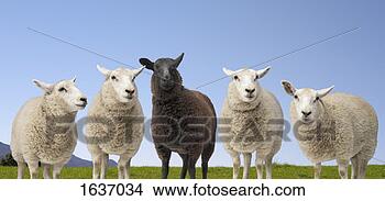 Stock Photo - black sheep standing 
between four white 
sheep. fotosearch 
- search stock 
photos, pictures, 
images, and photo 
clipart